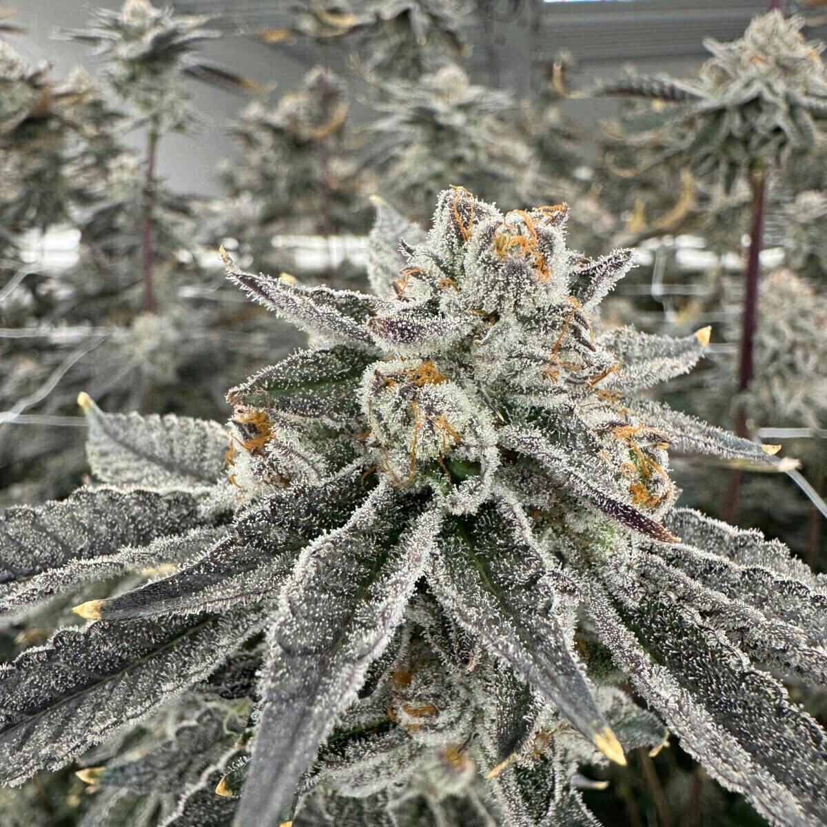 Gorilla Mittens | Big Buds | 3.5g