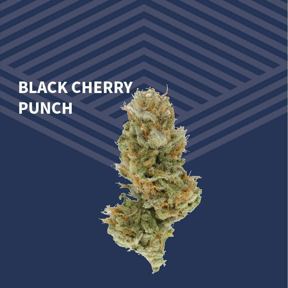 Black Cherry Punch | Big Buds | 3.5g by Pure Dakota