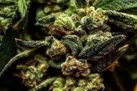 Honey Badger | Big Buds | 14g