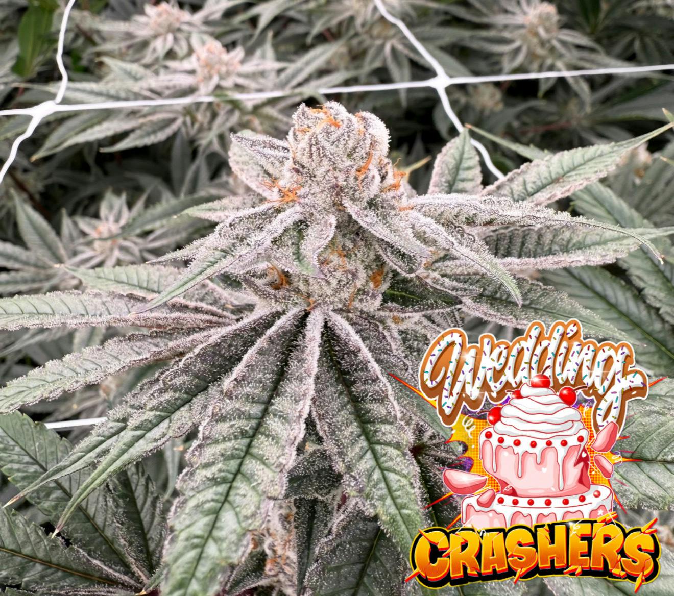 Wedding Crashers | Big Buds | 3.5g