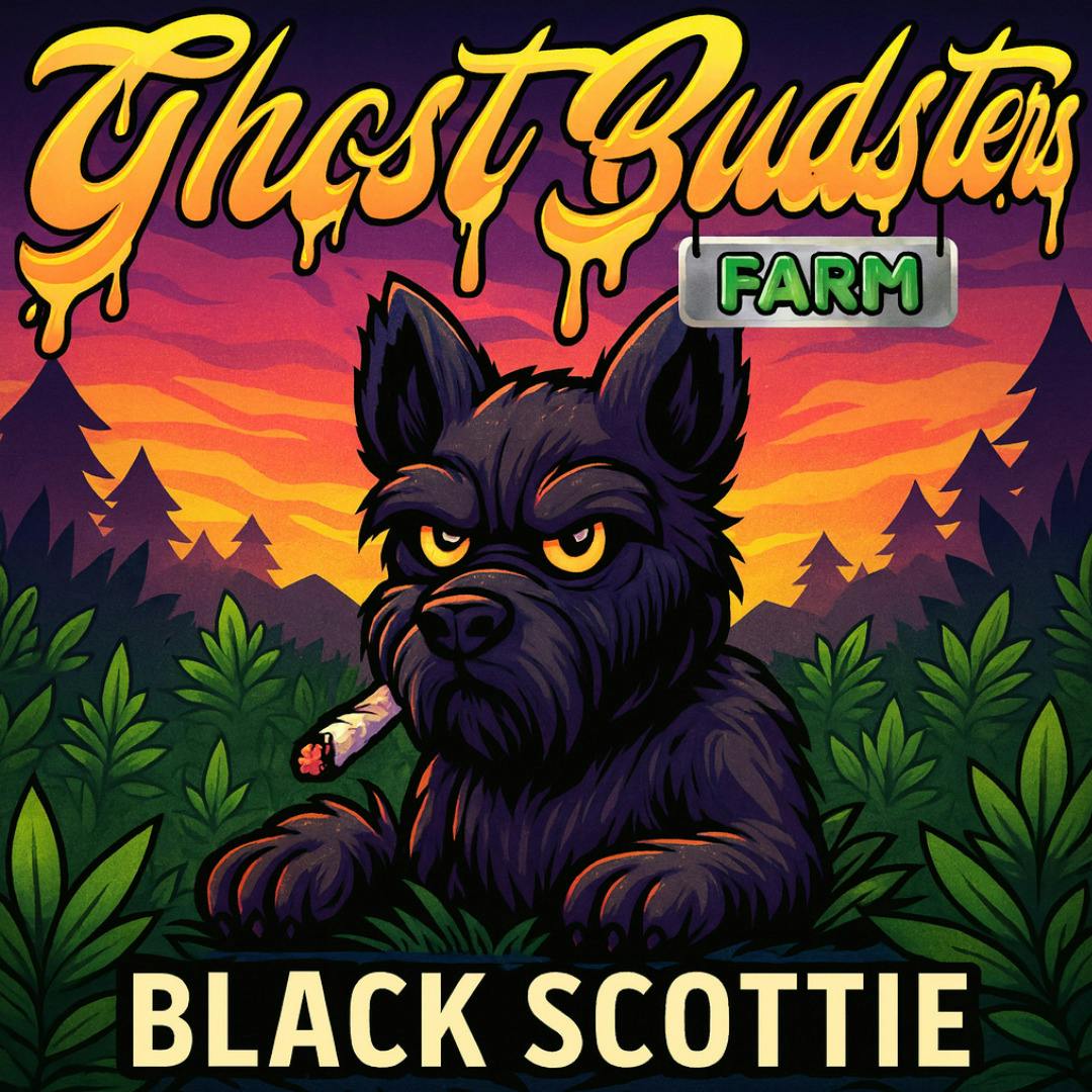 Black Scottie | Big Buds | 1g