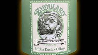 Bubba Kush x Original Haze: Big Buds - 3.5g
