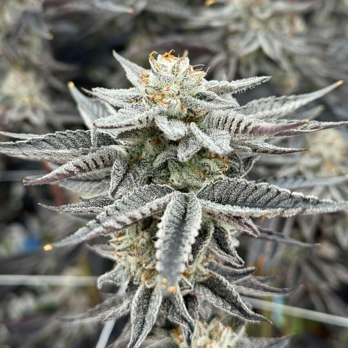 Oreo Cookies | Big Buds | 3.5g