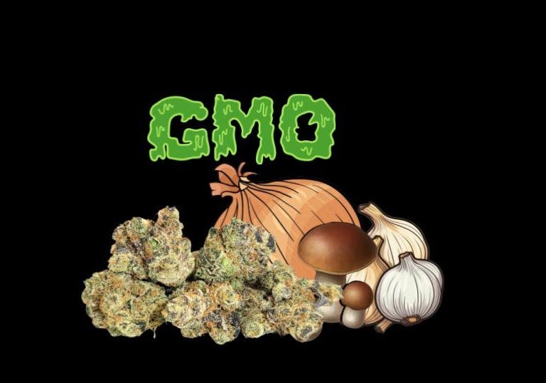 GMO (Garlic Cookies) | Big Buds | 3.5g
