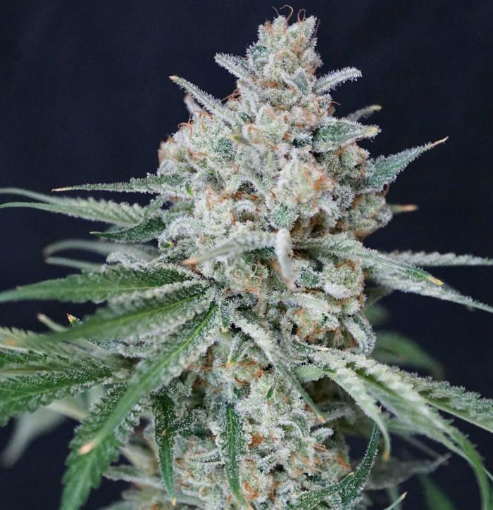 High Life | Big Buds | 1g