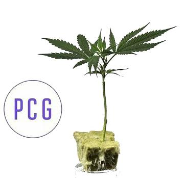 DARYL STRAWBERRY CLONE - Each | Clone at Elevation 2477' Cannabis Dispensary