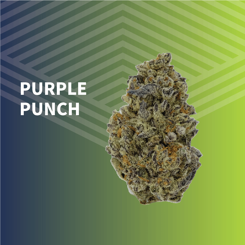 Purple Punch | Big Buds | 1g at Pure Dakota Health of Fargo