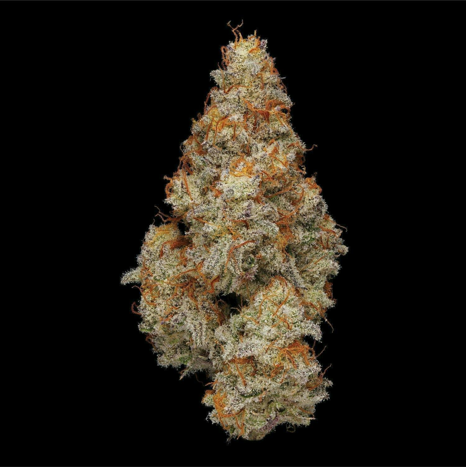 Miracle Alien Cookies | Big Buds | 3.5g by Plaid Jacket