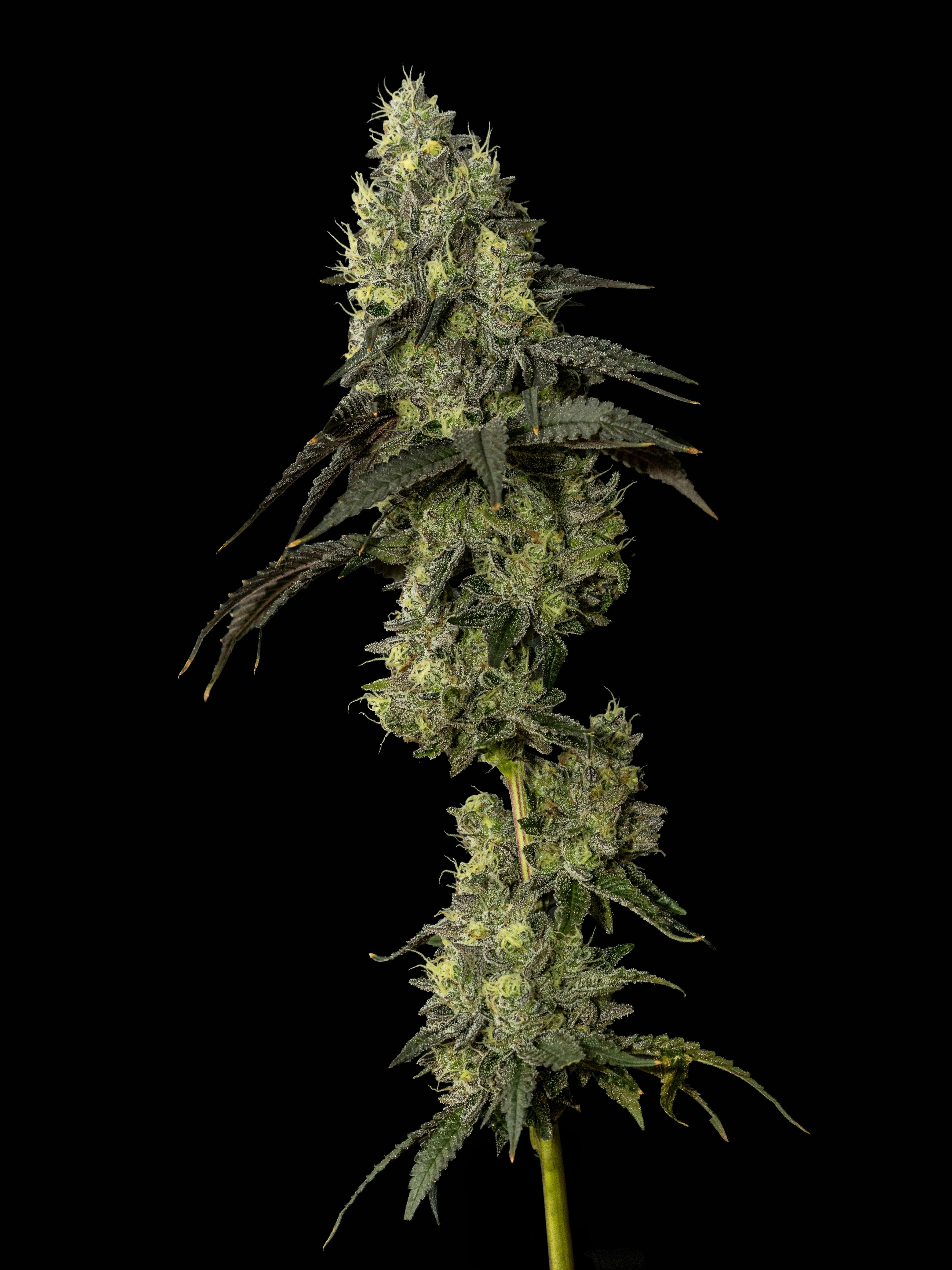 Exotic Cropz | Pixie Stix | Big Buds | 14g by Exotic Cropz