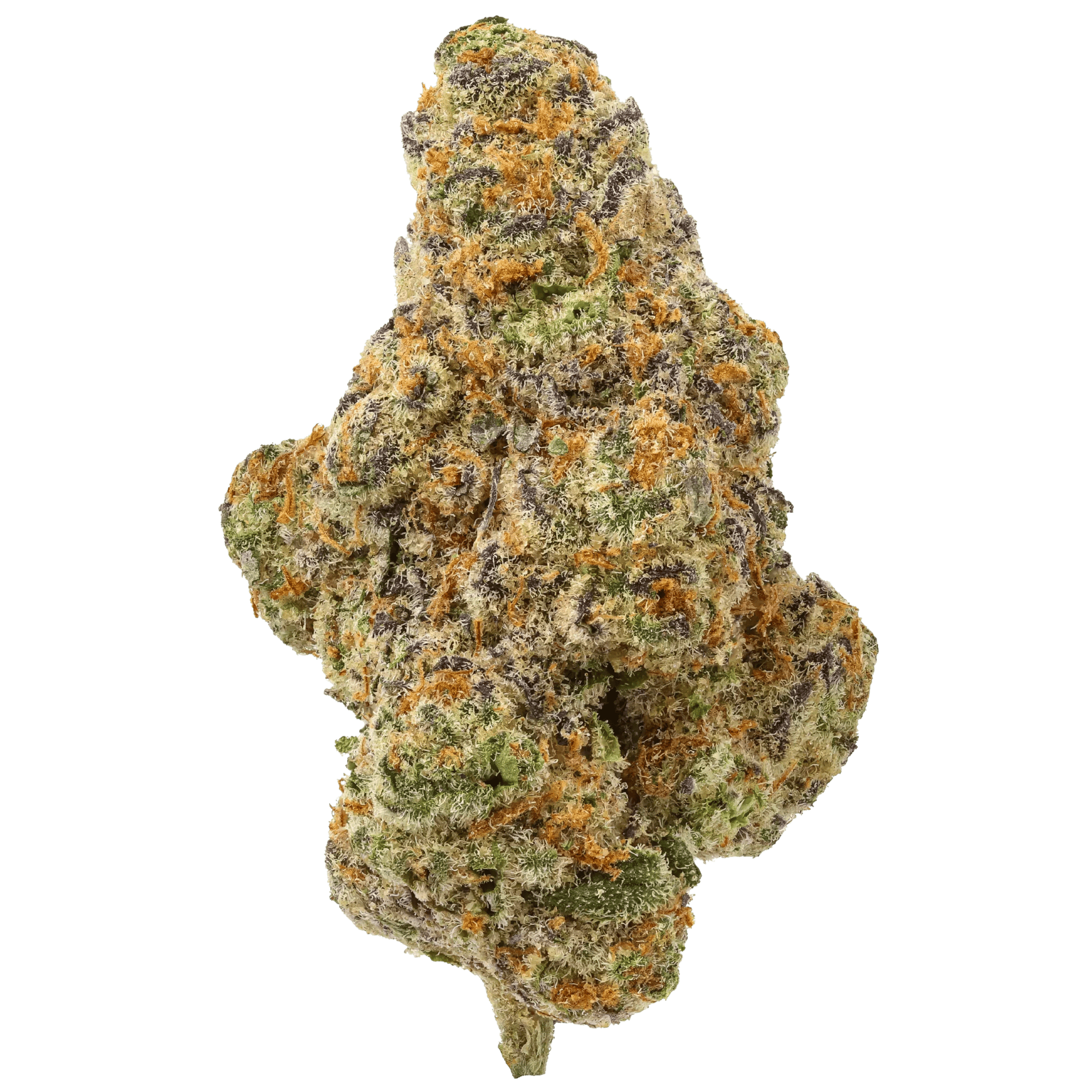 Glitter Bomb Big Buds