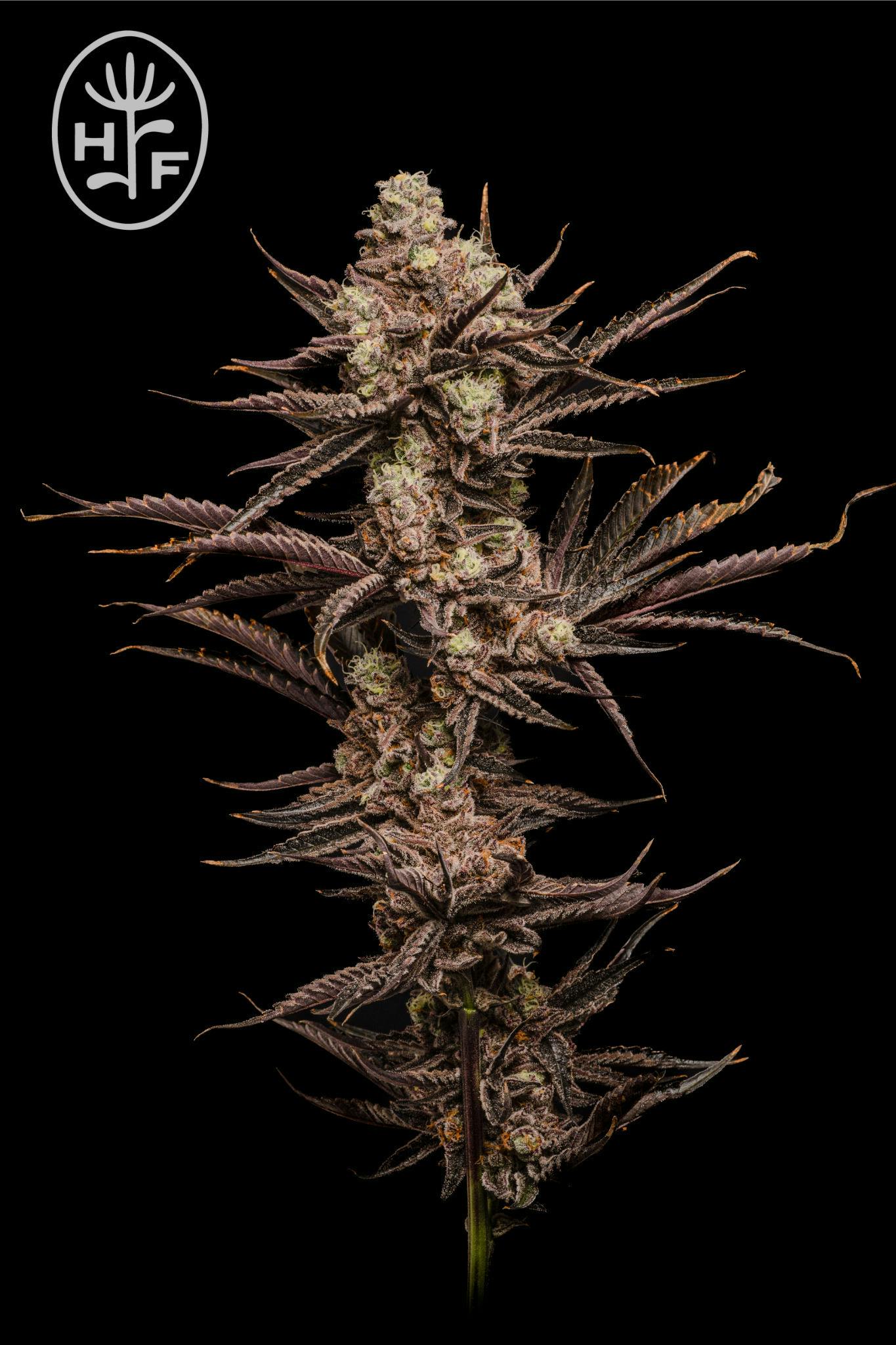 Modified Gary | Big Buds | 7g