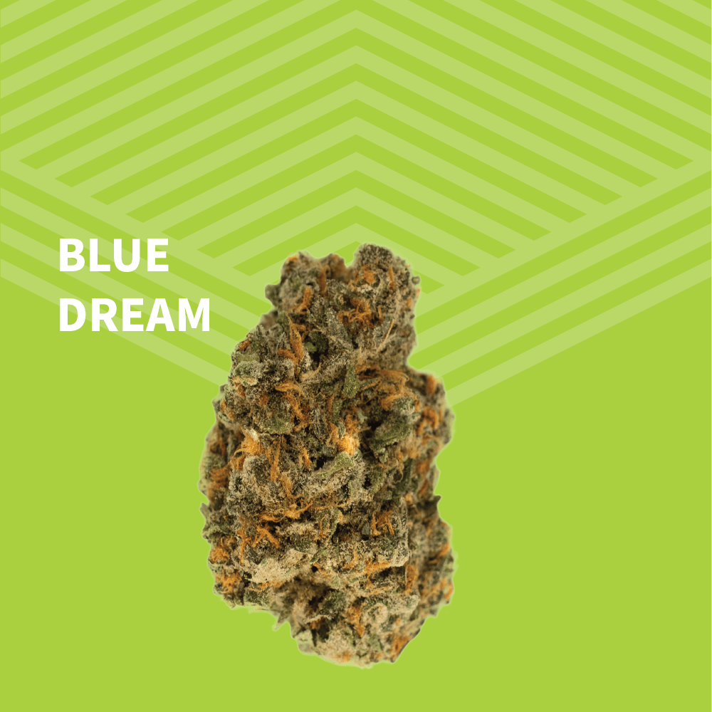Blue Dream | Big Buds | 1g at Pure Dakota Health Williston Dispensary