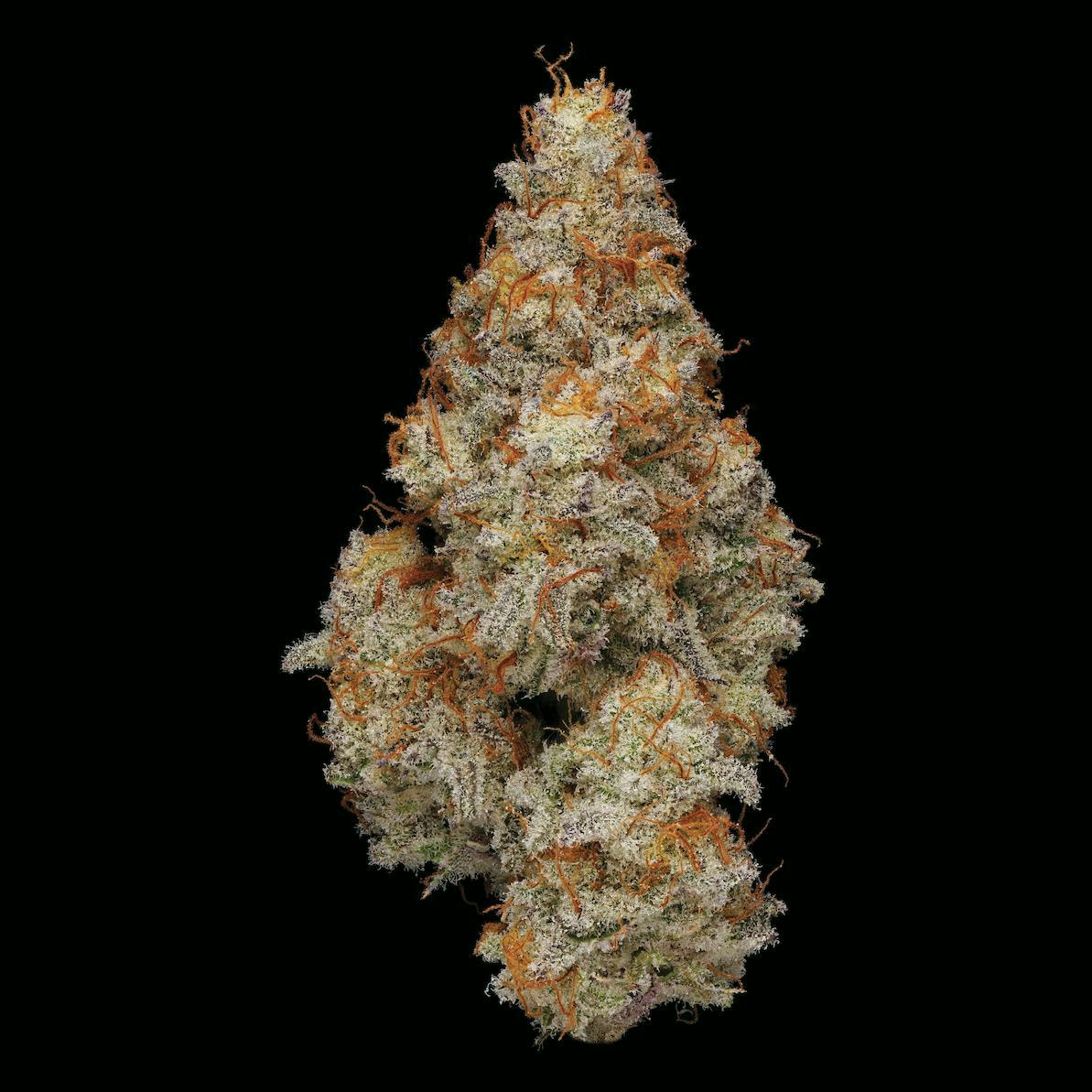 M.A.C. | Big Buds | 3.5g