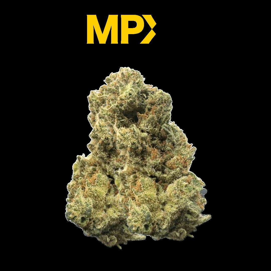 Birds Of Paradise Big Buds