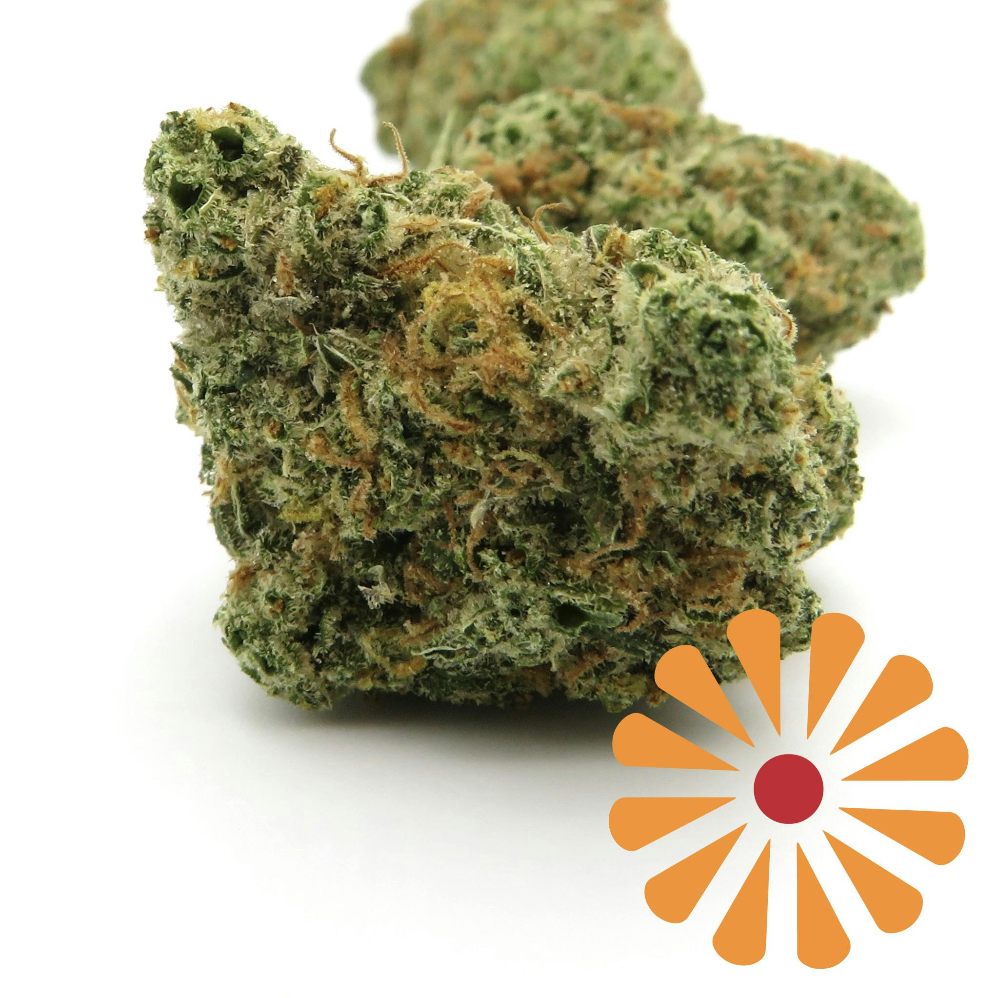 Lamb's Bread | Big Buds | 7g