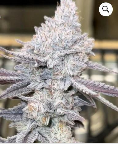 White Burgundy | Big Buds | 3.5g