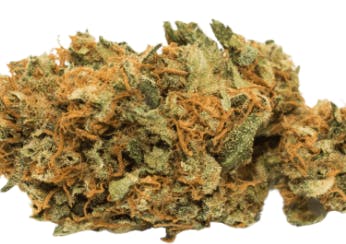 Apollo | Big Buds | 28g