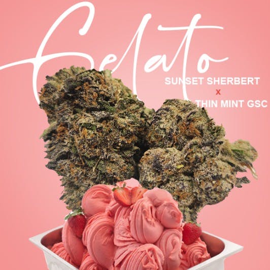 Gelato | Big Buds | 7g by Pagoda
