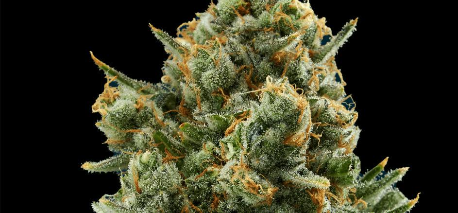 Stacks on Stacks | Big Buds | 3.5g