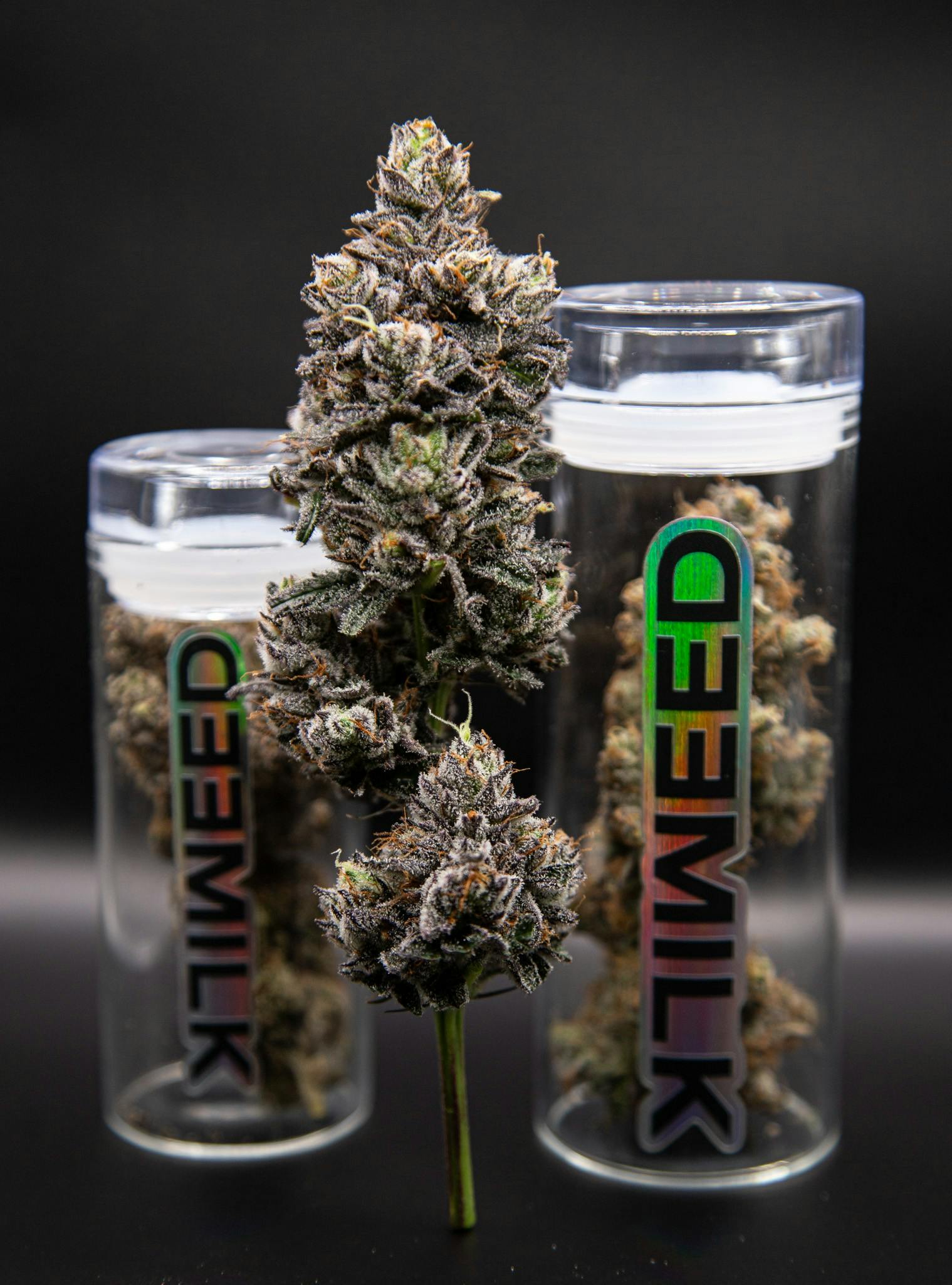 Lemon Cherry Gelato | Big Buds | 3.5g