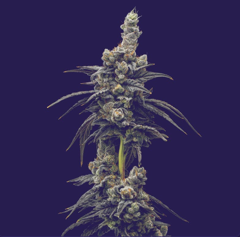 Zubai | Big Buds | 1g at NJ LEAF Freehold