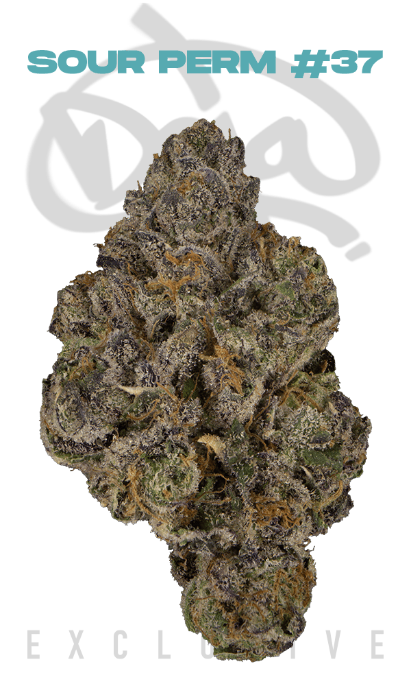 Sour Perm #37 | Big Buds | 3.5g