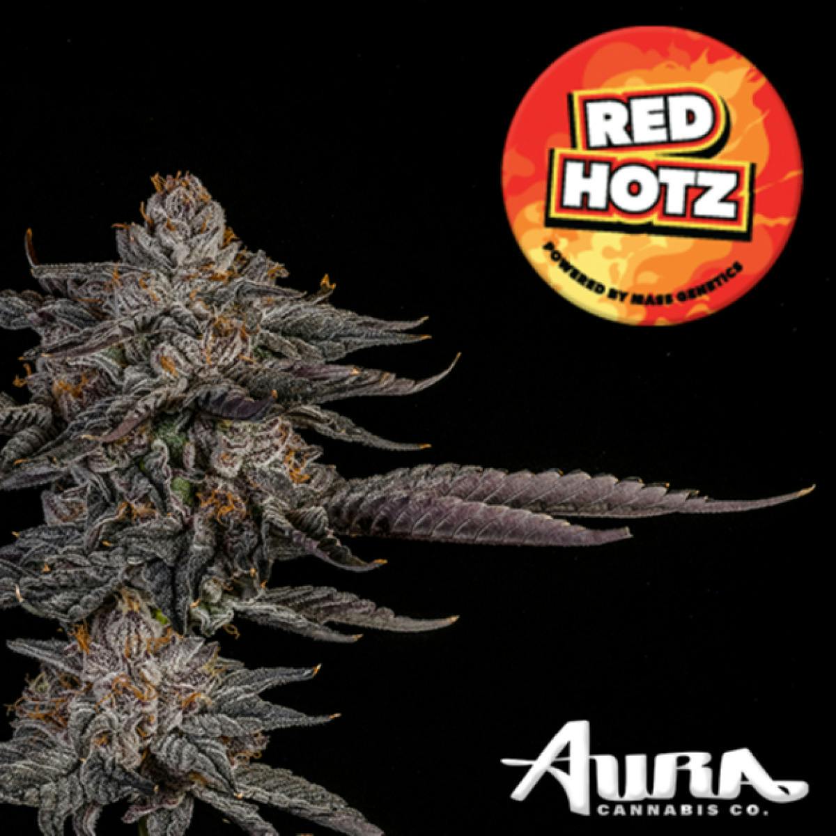 Red Hotz | Big Buds | 3.5g by Aura
