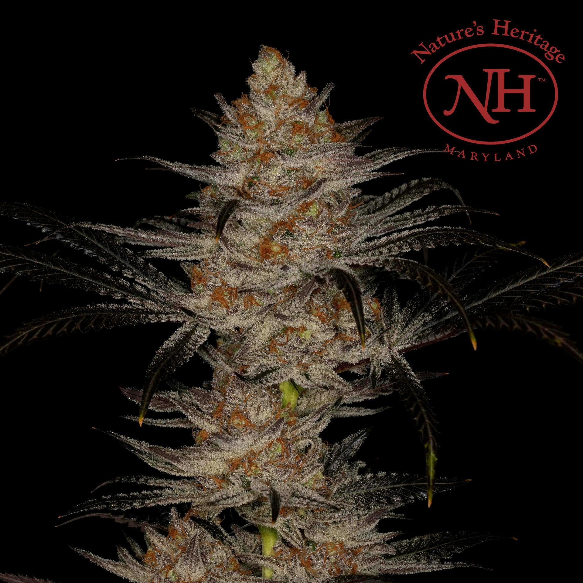 Larry Bird Mints | Smalls | 7g by Nature's Heritage