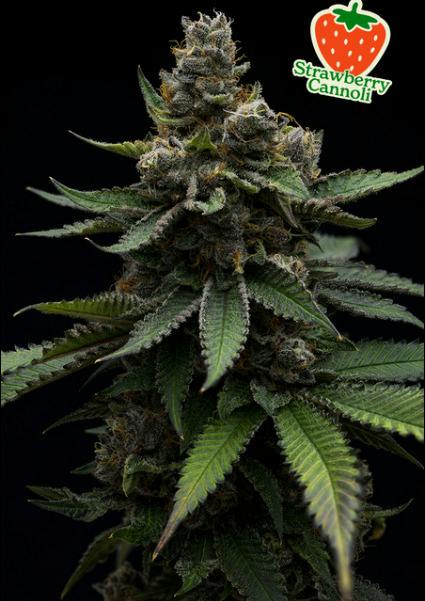 Strawberry Cannoli Big Buds
