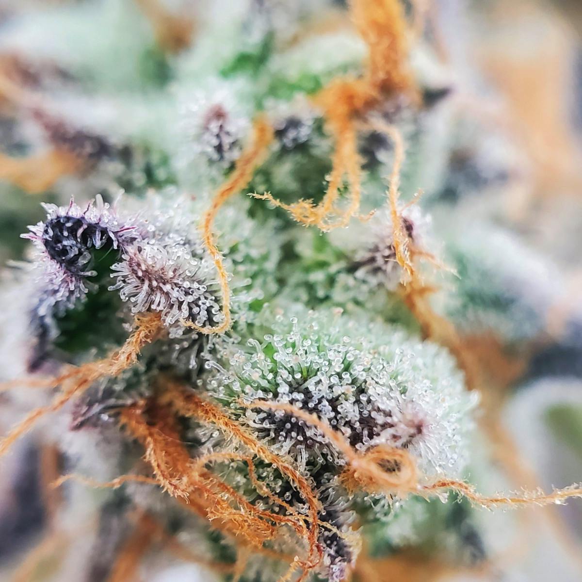 Blaze Orange | Buds | 1g