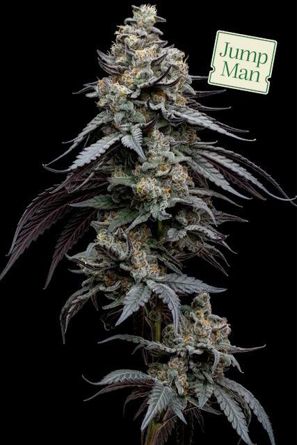 Jump Man | Big Buds | 3.5g