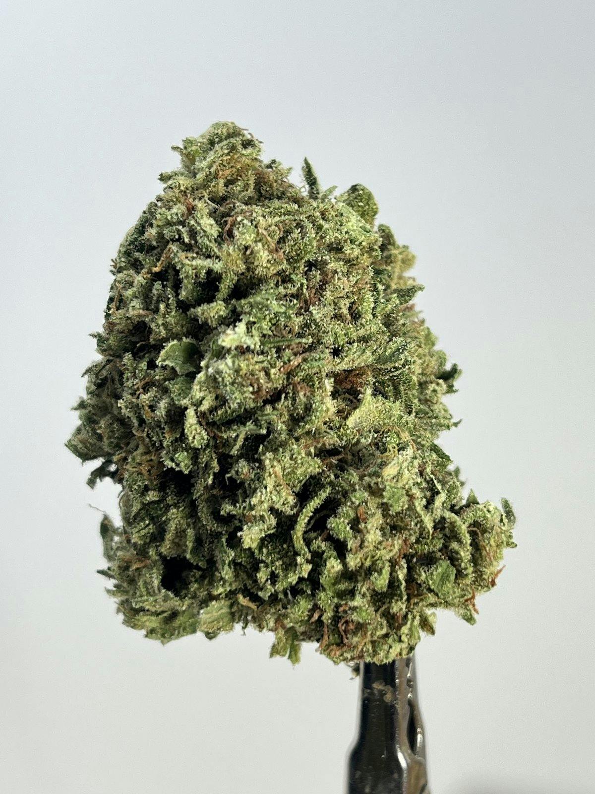 Guerrilla Haze — Big Buds - 3.5g