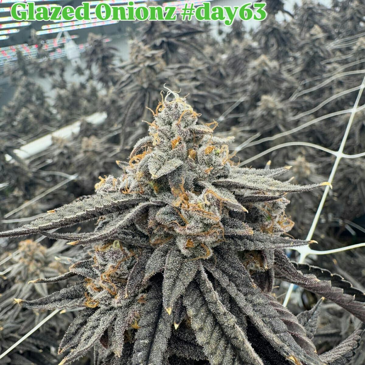 Glazed Onionz | Big Buds | 7g