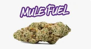 mule fuel | Big Buds | 1g at True 802 Cannabis