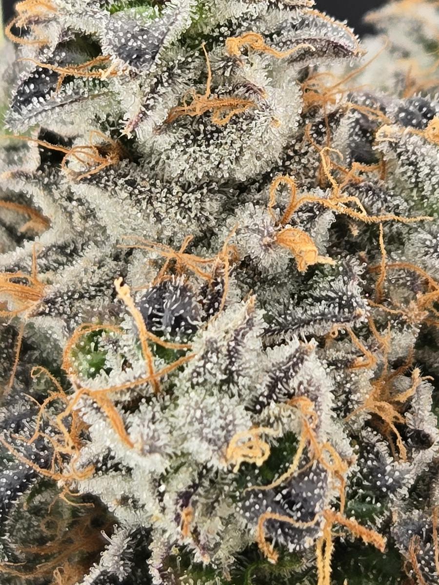Biscotti Gelato | Big Buds | 3.5g