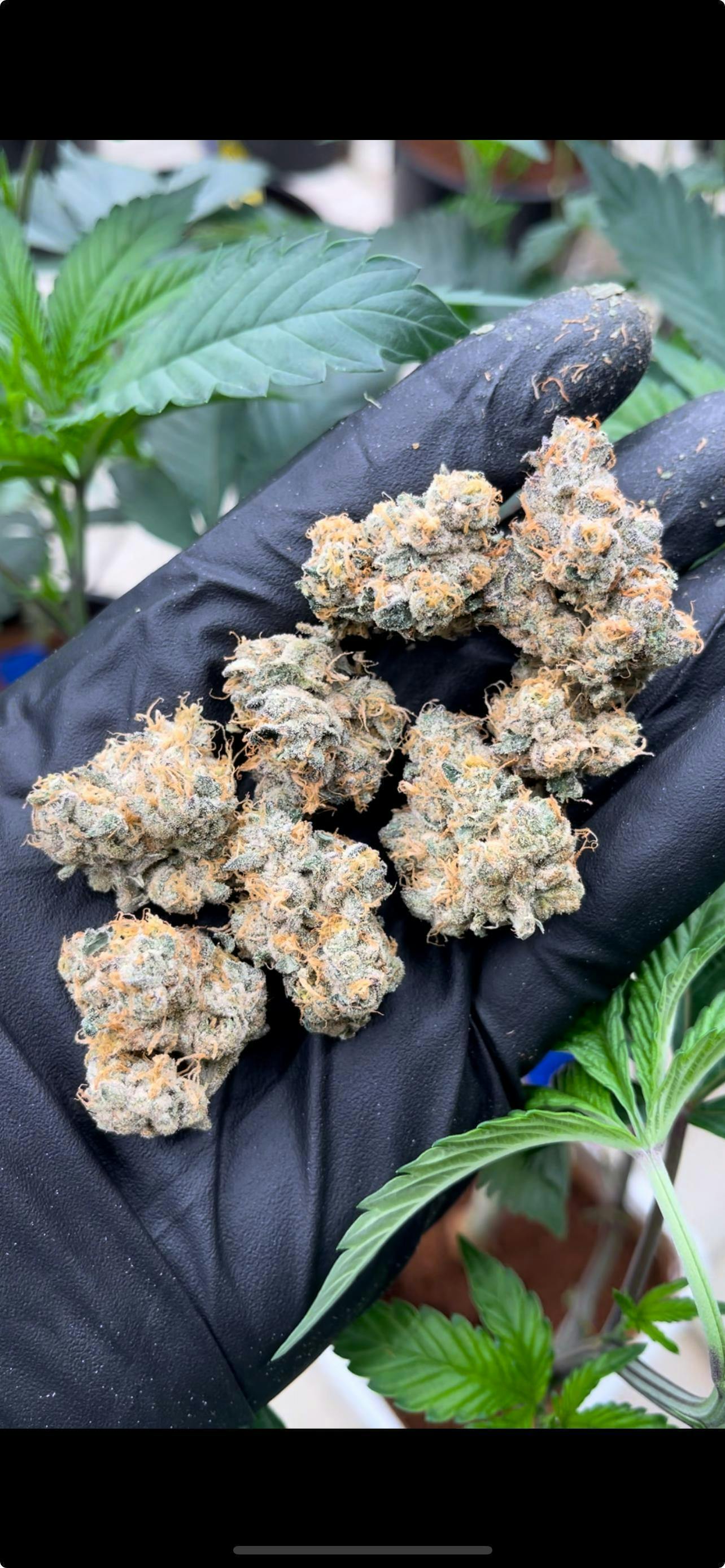 Dirty Deeds | Big Buds | 1g