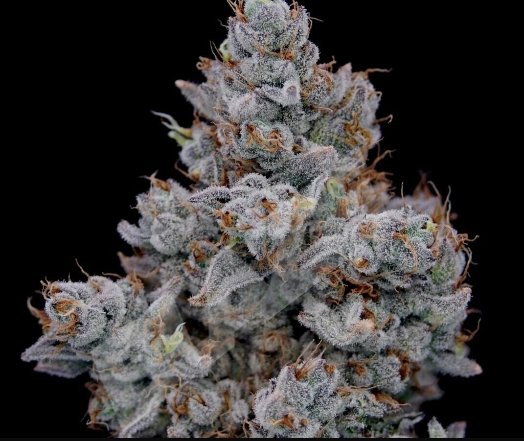 Devil Driver | Big Buds | 3.5g