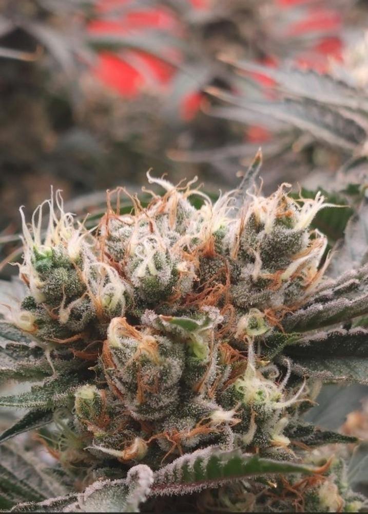 Pineapple GAK | Big Buds | 3.5g