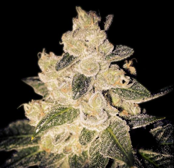 White 99 | Big Buds | 1g
