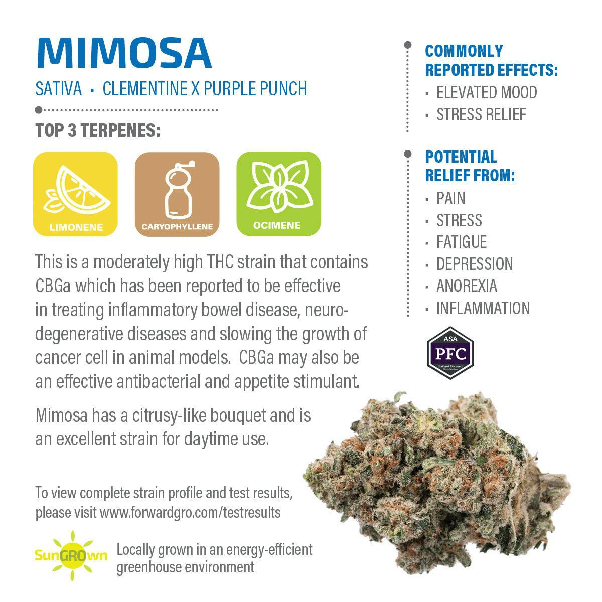 Mimosa | Big Buds | 3.5g