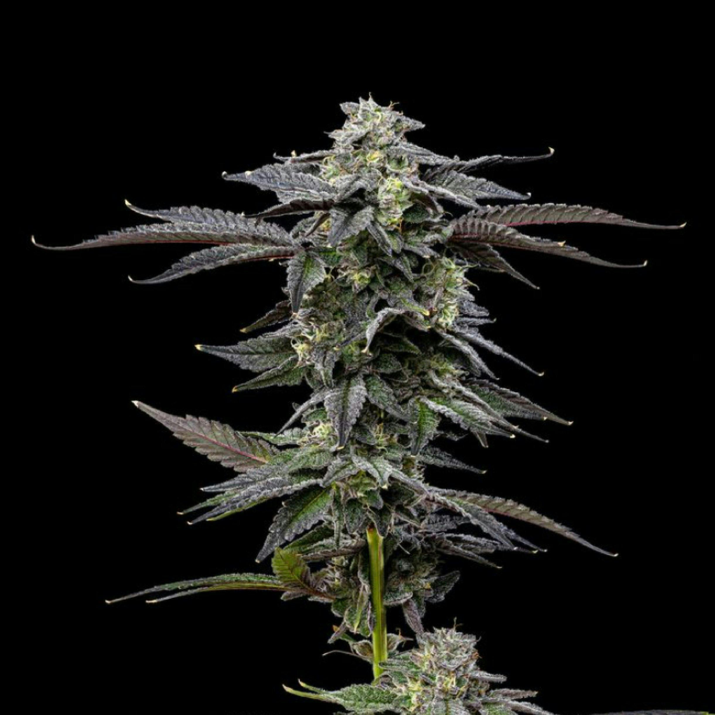 Zero Gravity | Big Buds | 3.5g by Plaid Jacket