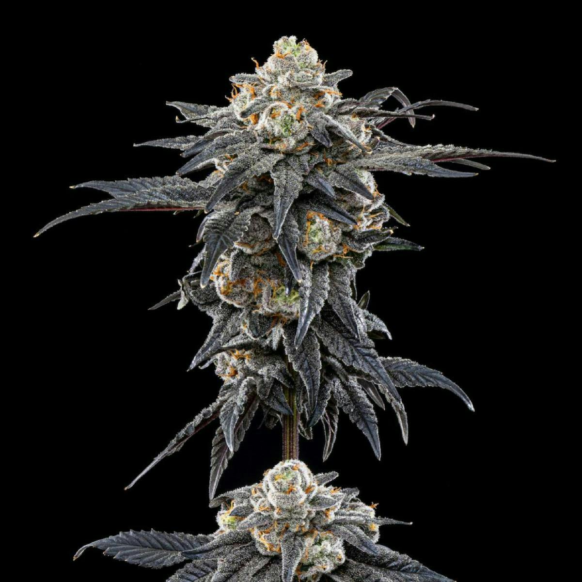Perfect Pair | Big Buds | 3.5g by Plaid Jacket