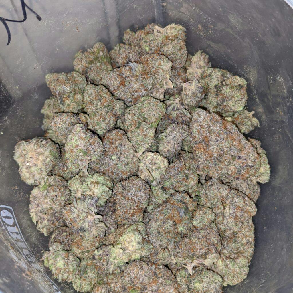 Gary's Marker | Big Buds | 1g by Deli