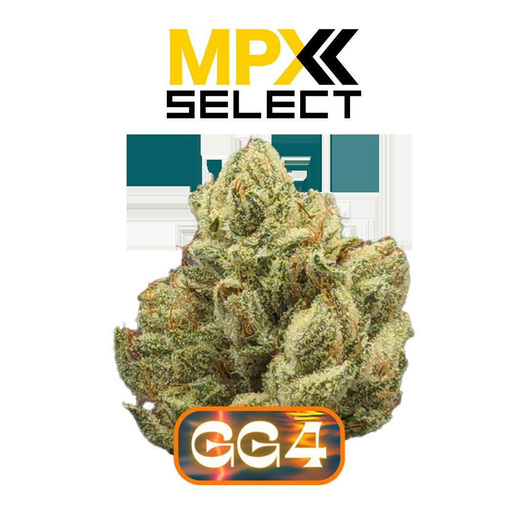GG4 | Big Buds | 3.5g by MPX (Melting Point Extracts)