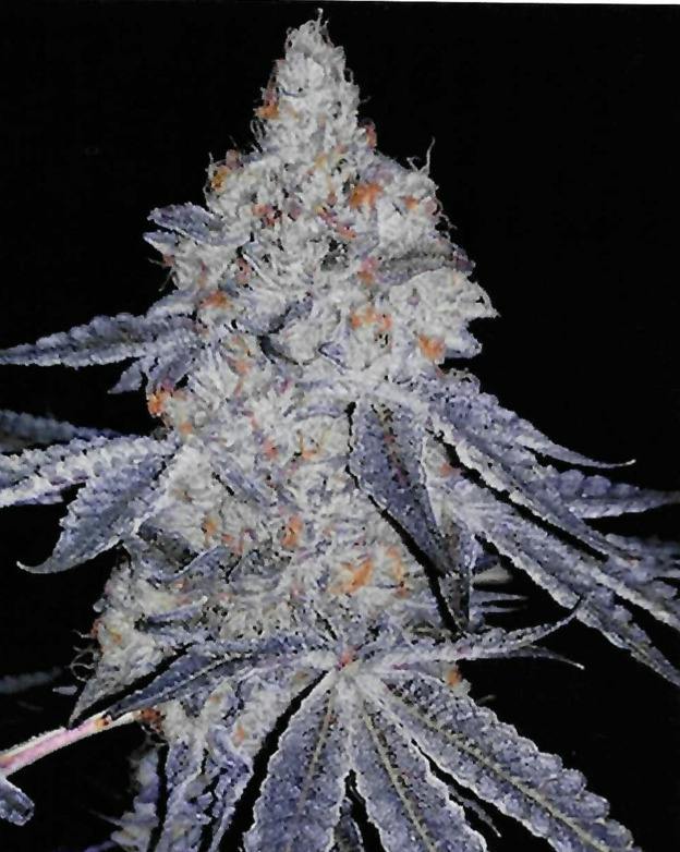 Banana Daddy | Big Buds | 3.5g