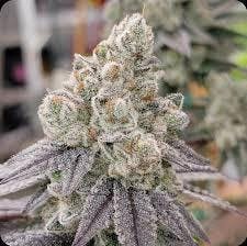 Funk Fetti | Big Buds | 1g