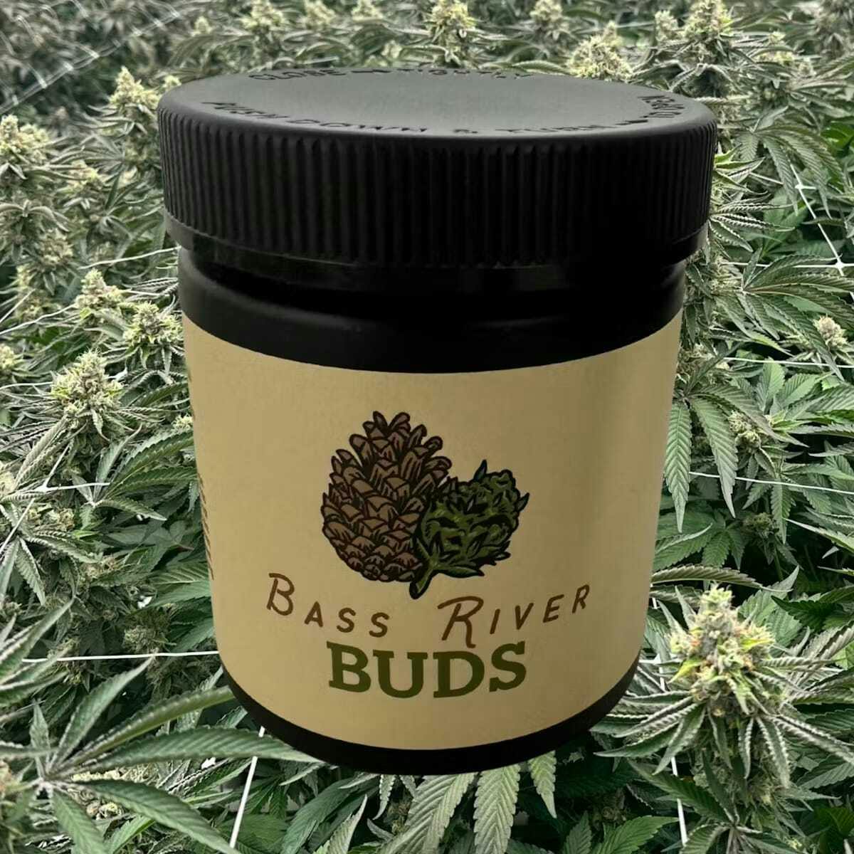Mac V2 | 14g by Bass River Buds