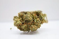Platinum Lemon Cherry Gelato | Big Buds | 3.5g by Triple Seven