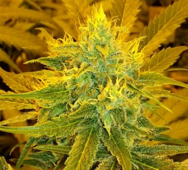 Blizzard | Big Buds | 1g