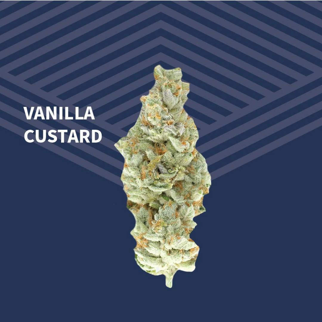 Vanilla Custard | Big Buds | 1g